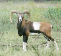 mouflon sheep meat